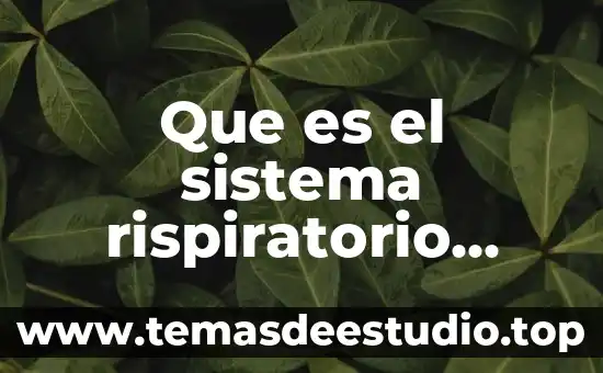 Que es un cuento y sus elementos principales 7 Que es el sistema rispiratorio organos principales