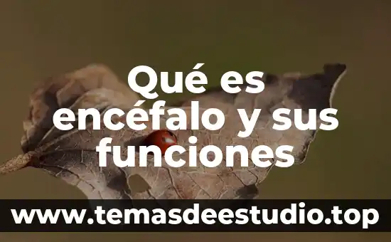 Que es el faraon y sus funciones 6 Qué es encéfalo y sus funciones