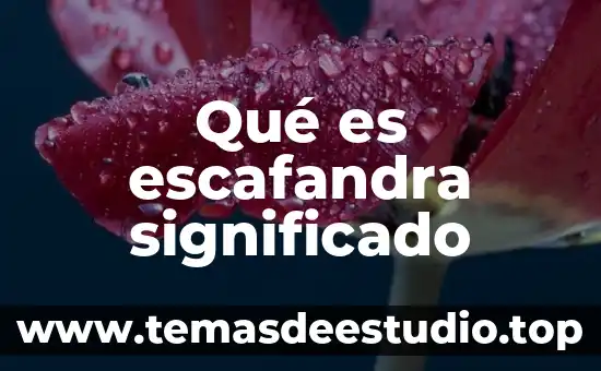 Que es significado de sentido social 6 Qué es escafandra significado