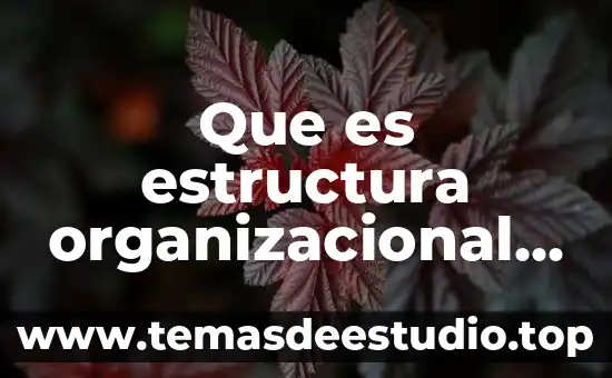 Que es una redo social 7 Que es estructura organizacional dinamica social