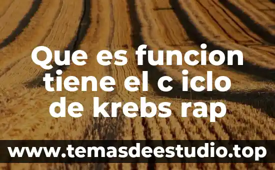 Qué es la insulina función 4 Que es funcion tiene el c iclo de krebs rap