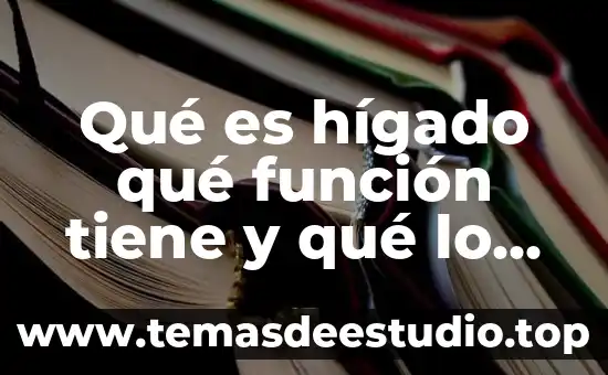 Que es la pobreza y como afecta a la sociedad 3 Qué es hígado qué función tiene y qué lo afecta