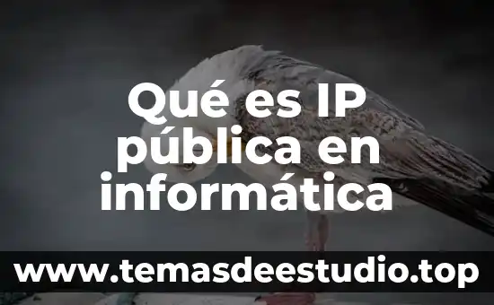 Qué es un animal sachuvaca 6 Qué es IP pública en informática