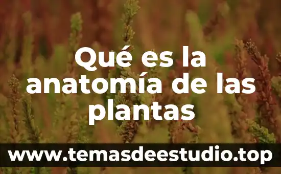 Qué es la anatomía de las plantas