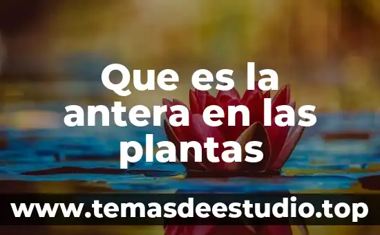 Que es la antera en las plantas