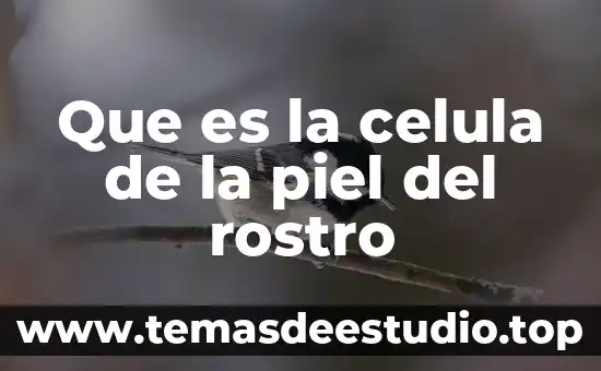 Qué es la célula del cartílago 5 Que es la celula de la piel del rostro