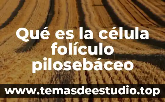 Qué es la célula del cartílago 3 Qué es la célula folículo pilosebáceo