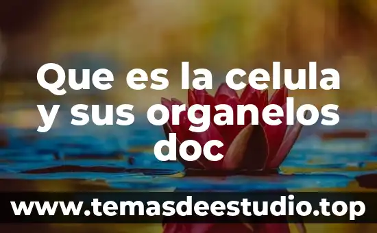 Qué es el mitocondria de la célula animal función 7 Que es la celula y sus organelos doc