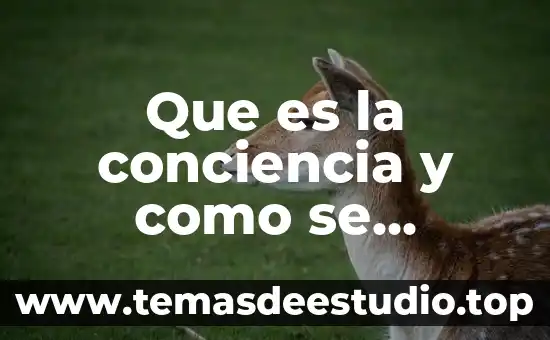 Que es la linguistica e historia de la lengua 4 Que es la conciencia y como se desarrolla