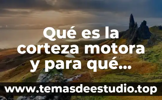 Que es el fundamento del conocimiento 7 Qué es la corteza motora y para qué sirve