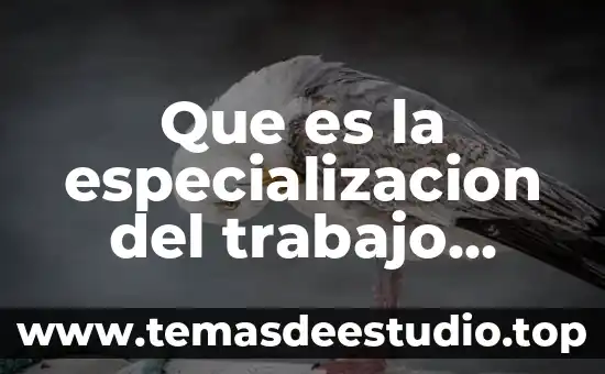 Que es la especializacion de intercambio economia 4 Que es la especializacion del trabajo segun taylor