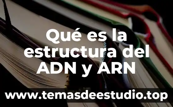 Que es el adn en el celular 5 Qué es la estructura del ADN y ARN