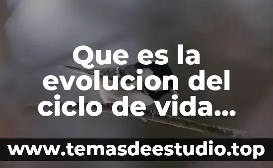 Que es el principio material de vida etica 8 Que es la evolucion del ciclo de vida libro