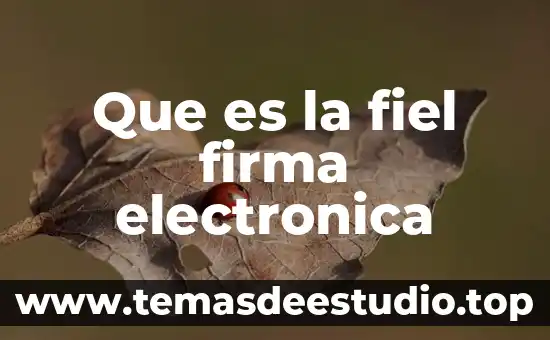 Que es musica electronica y ejemplos 4 Que es la fiel firma electronica