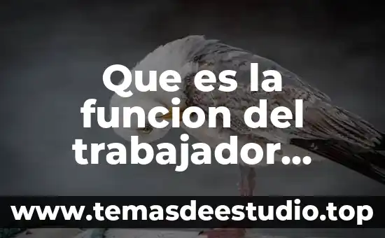 Que es la funcion del trabajador social
