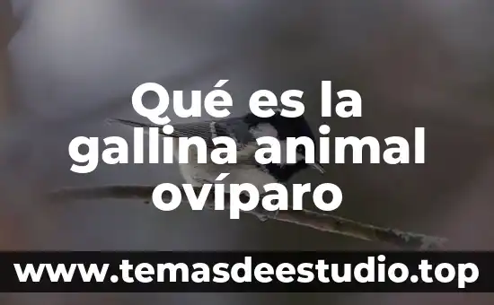 Soñar con animal muerto 8 Qué es la gallina animal ovíparo