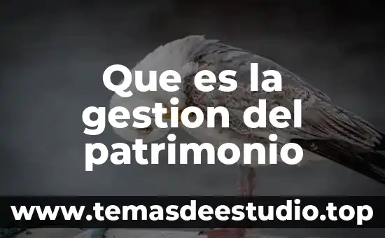 Que es la gestion del patrimonio