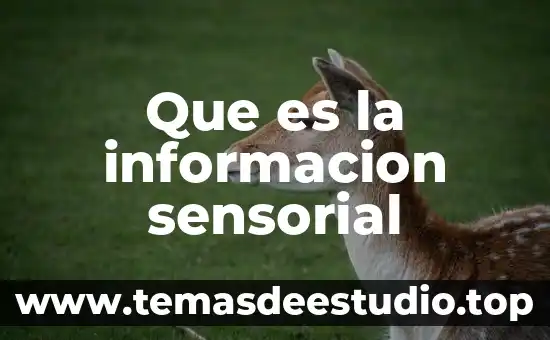 Que es un animal del desierto informacion 6 Que es la informacion sensorial