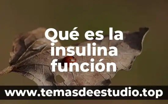 Que es funcion si en excel ejenplo 3 Qué es la insulina función