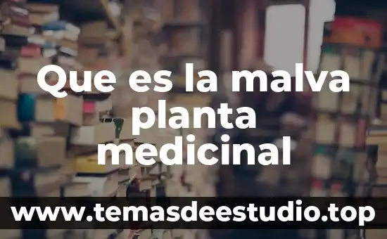 Que es una planta medicinal oms 2017 4 Que es la malva planta medicinal