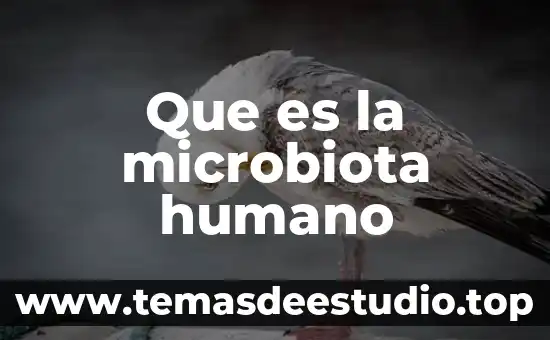 Que es la microbiota humano