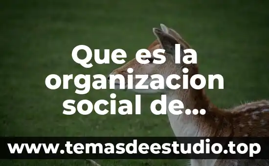 Que es justicia social maria de la luz lima malvido 4 Que es la organizacion social de mesopotamia