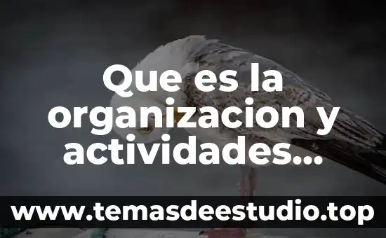 Que es una empresas calificadoras de credito 5 Que es la organizacion y actividades auxiliares del credito