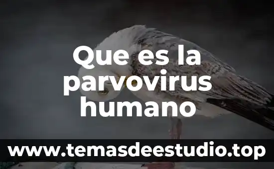 Que es la parvovirus humano