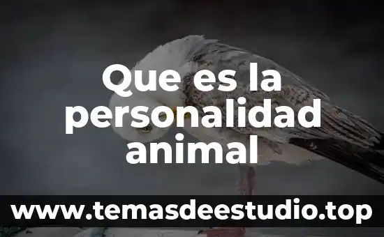 Que es cuervo animal 8 Que es la personalidad animal