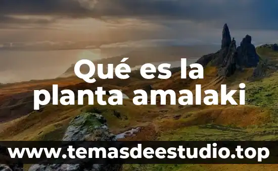Para que es la planta albahaca 4 Qué es la planta amalaki