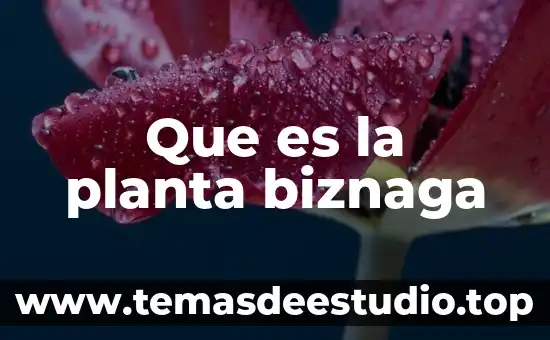 Planta de menta que es 5 Que es la planta biznaga