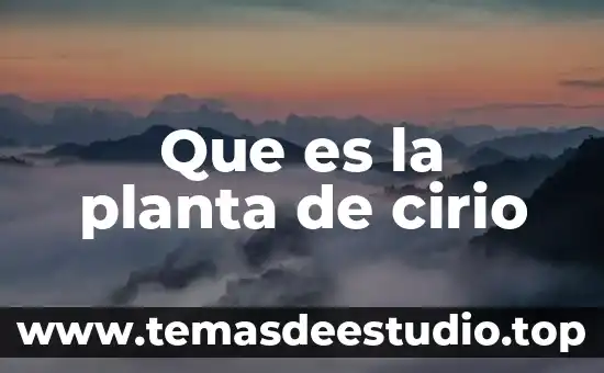 Calcio en una planta que es 4 Que es la planta de cirio