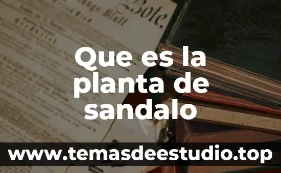 Calcio en una planta que es 5 Que es la planta de sandalo