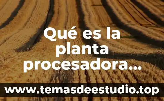 Planta que es como nopal chiquitas 4 Qué es la planta procesadora del nopal