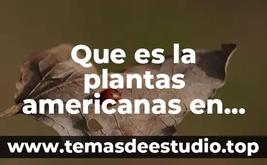 Que es desayuno tipo plan europeo 6 Que es la plantas americanas en el mercado europeo