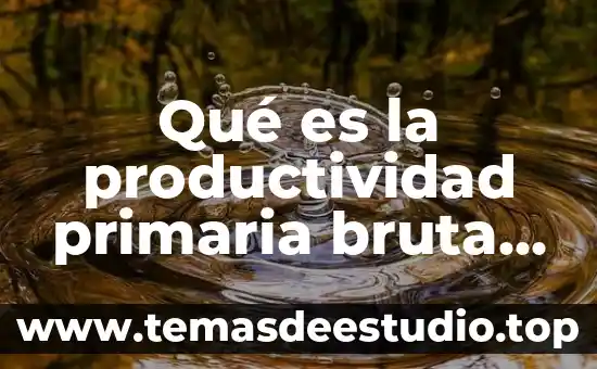 Qué es la productividad primaria bruta y cómo se calcula