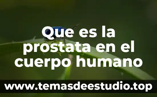 Que es la prostata en el cuerpo humano