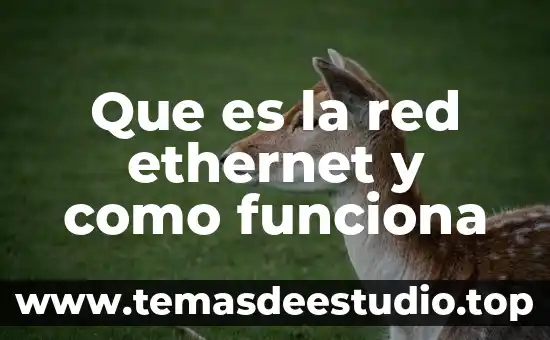 Que es nombre de red viera 8 Que es la red ethernet y como funciona
