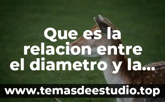 Por que es una relacion reciproca en la fotosintesis 7 Que es la relacion entre el diametro y la circunferencia