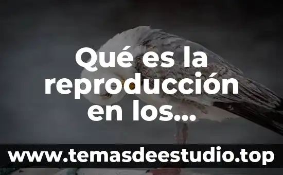 Que es la reproduccion animal significado 5 Qué es la reproducción en los organismos