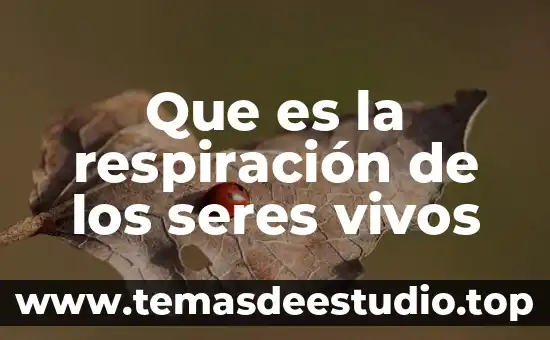 Respiracion de seres vivos que es 4 Que es la respiración de los seres vivos