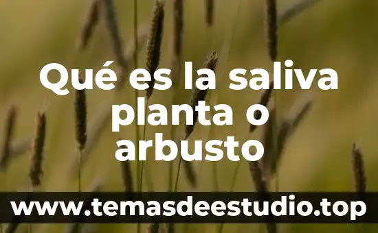 Que es un angios de un planta 8 Qué es la saliva planta o arbusto