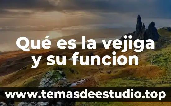 Cáncer de vejiga qué es causa y tratamiento 5 Qué es la vejiga y su funcion
