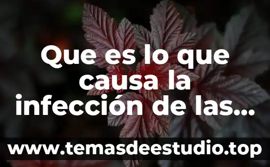 Que es un mapa de vias de comunicacion 3 Que es lo que causa la infección de las vías urinarias