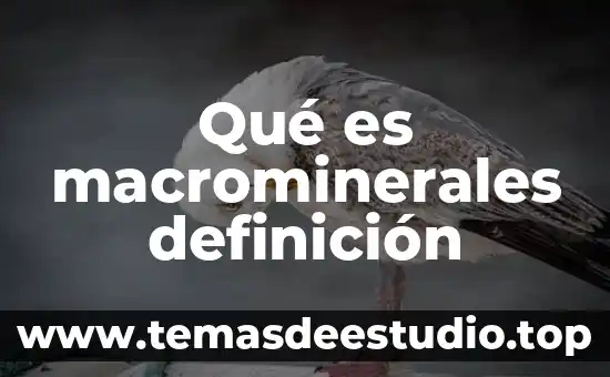 Obesidad que es y concepto 8 Qué es macrominerales definición