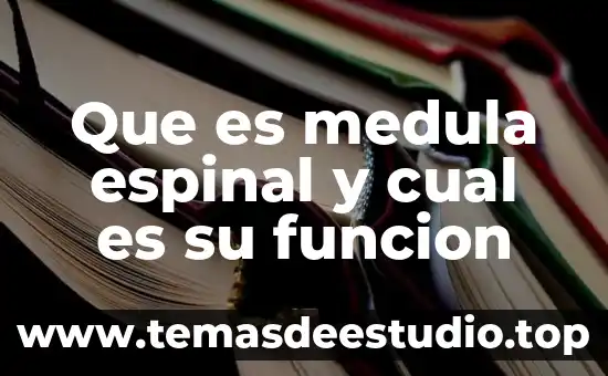 Que es medula espinal y cual es su funcion