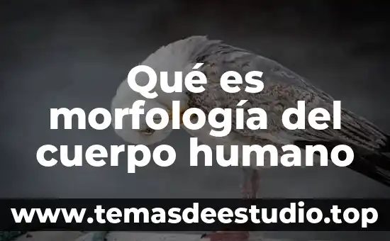 Que es el derecho humano al nombre 3 Qué es morfología del cuerpo humano