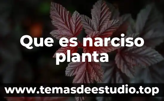Qué es planta o alzado 3 Que es narciso planta
