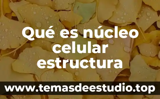Qué es la arquitectura celular 7 Qué es núcleo celular estructura