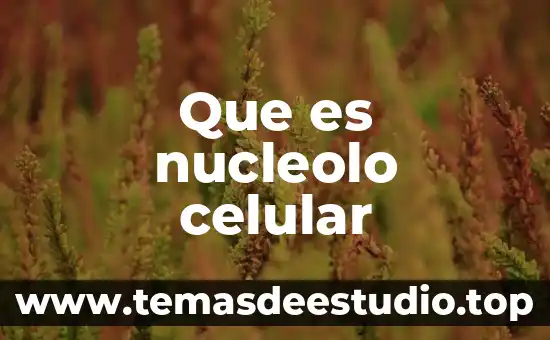 Célula animal que es el nucleolo 4 Que es nucleolo celular